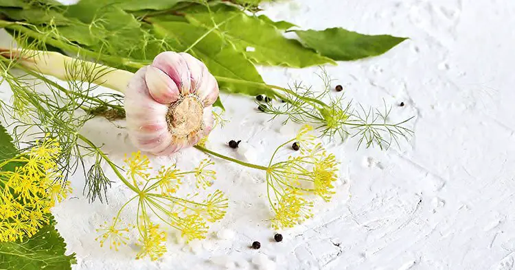 spices and herbs for canning cucumbers, pickles and pickling