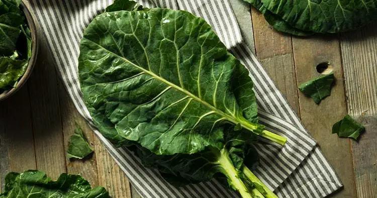 Raw Green Organic Collard Greens Ready to Cook