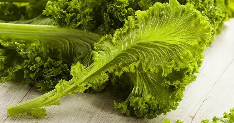 Organic Raw Mustard Greens on a Background