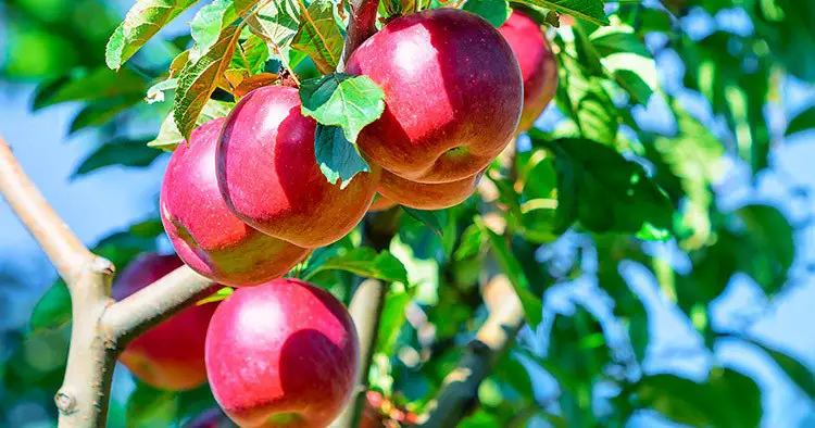 Apples on apple tree in the garden