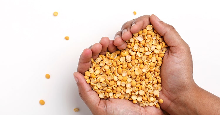 Dried chickpea lentils in hand on white background