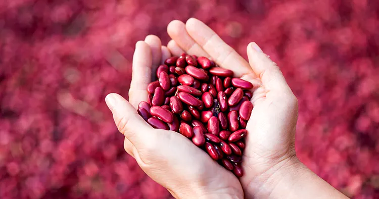 lady hold kidney beans in hand