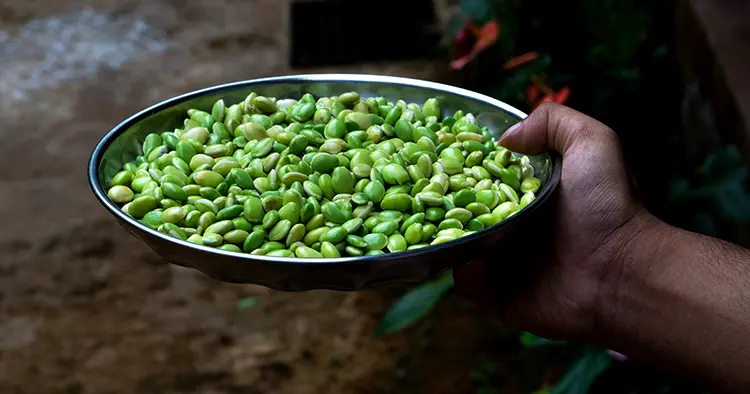 Human hand holding a plate full of fresh raw lima beans