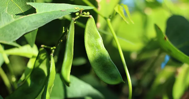 Fresh Lima Bean or Phaseolus Lunatus