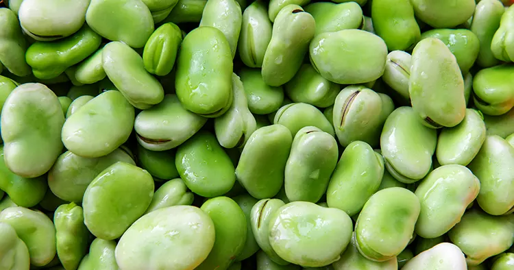 Fresh broad bean in spring