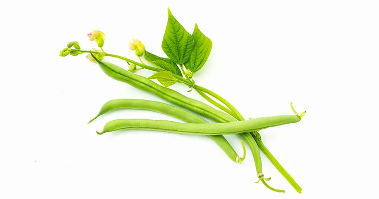 Green beans with leaves and flower, black-eyed beans